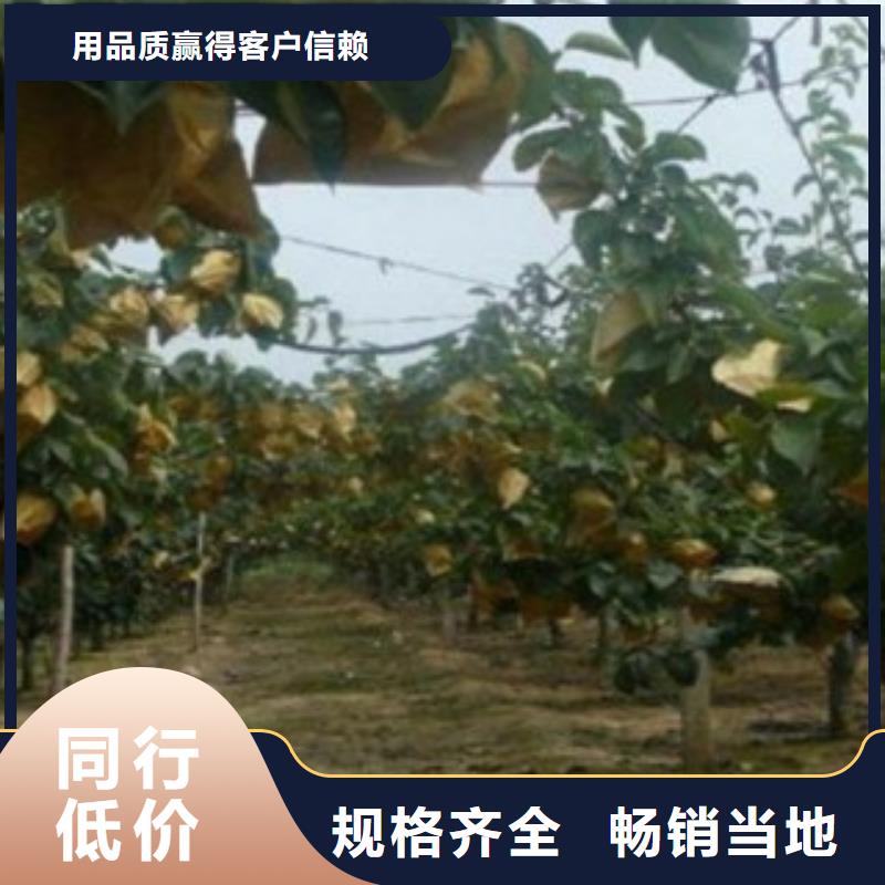 板栗苗视频-板栗苗-湖北省咸宁市通城|崇阳|荆门|恩施|荆州|黄石|襄阳|随州|宜昌同城生产商