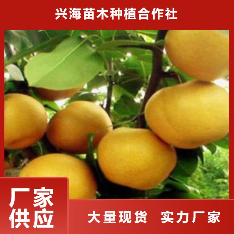 板栗苗视频-板栗苗-湖北省咸宁市通城|崇阳|荆门|恩施|荆州|黄石|襄阳|随州|宜昌同城生产商