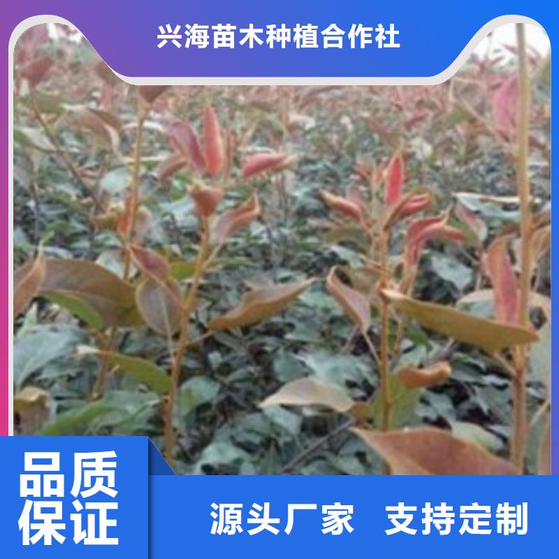 板栗苗视频-板栗苗-湖北省咸宁市通城|崇阳|荆门|恩施|荆州|黄石|襄阳|随州|宜昌同城生产商