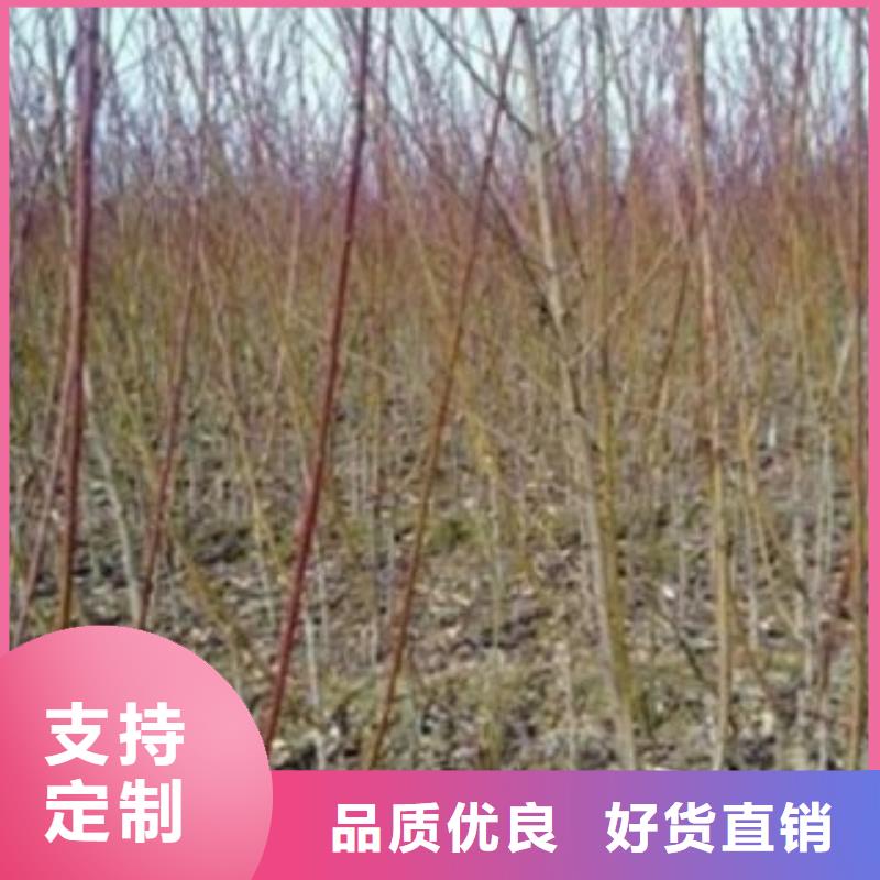 梨树苗苹果苗价格实惠工厂直供