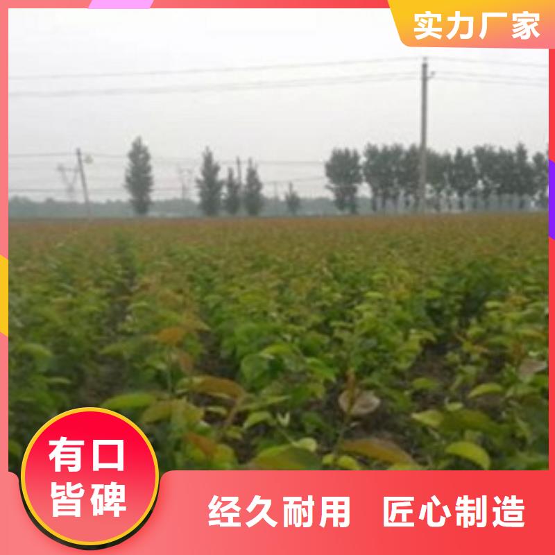 【梨树苗苹果苗实拍展现】