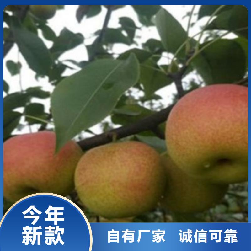 板栗苗视频-板栗苗-湖北省咸宁市通城|崇阳|荆门|恩施|荆州|黄石|襄阳|随州|宜昌同城生产商