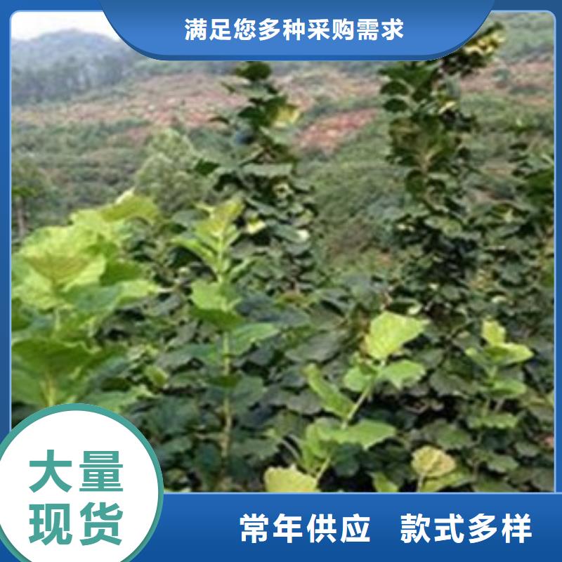 板栗苗视频-板栗苗-湖北省咸宁市通城|崇阳|荆门|恩施|荆州|黄石|襄阳|随州|宜昌同城生产商