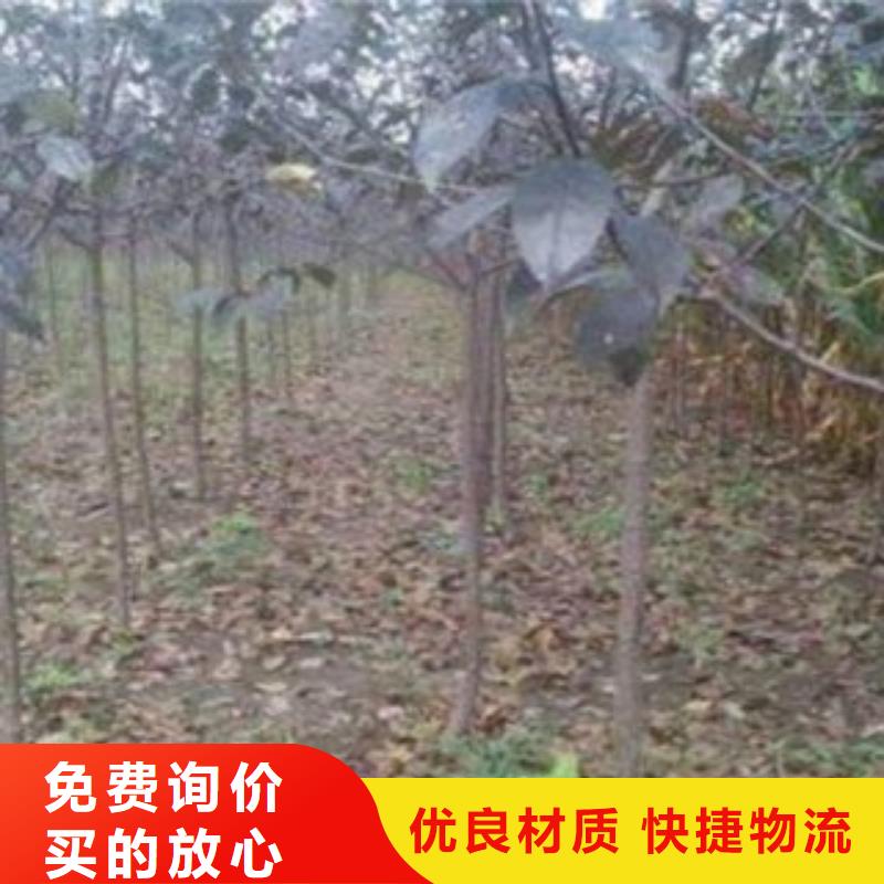 板栗苗视频-板栗苗-湖北省咸宁市通城|崇阳|荆门|恩施|荆州|黄石|襄阳|随州|宜昌同城生产商