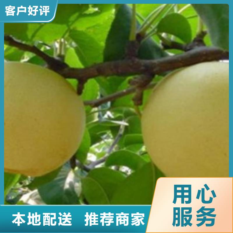 板栗苗视频-板栗苗-湖北省咸宁市通城|崇阳|荆门|恩施|荆州|黄石|襄阳|随州|宜昌同城生产商