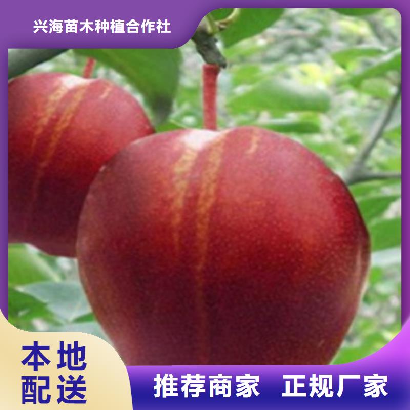 梨树苗_花椒苗库存量大