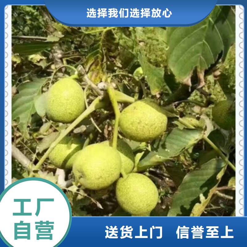核桃苗山楂苗实力大厂家