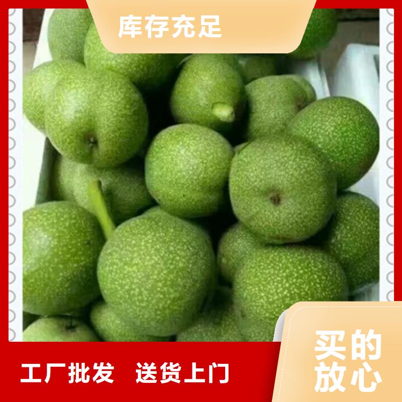 板栗苗视频-板栗苗-四川省乐山市【此地】经销商-峨眉山|五通桥|广安|凉山|攀枝花|内江