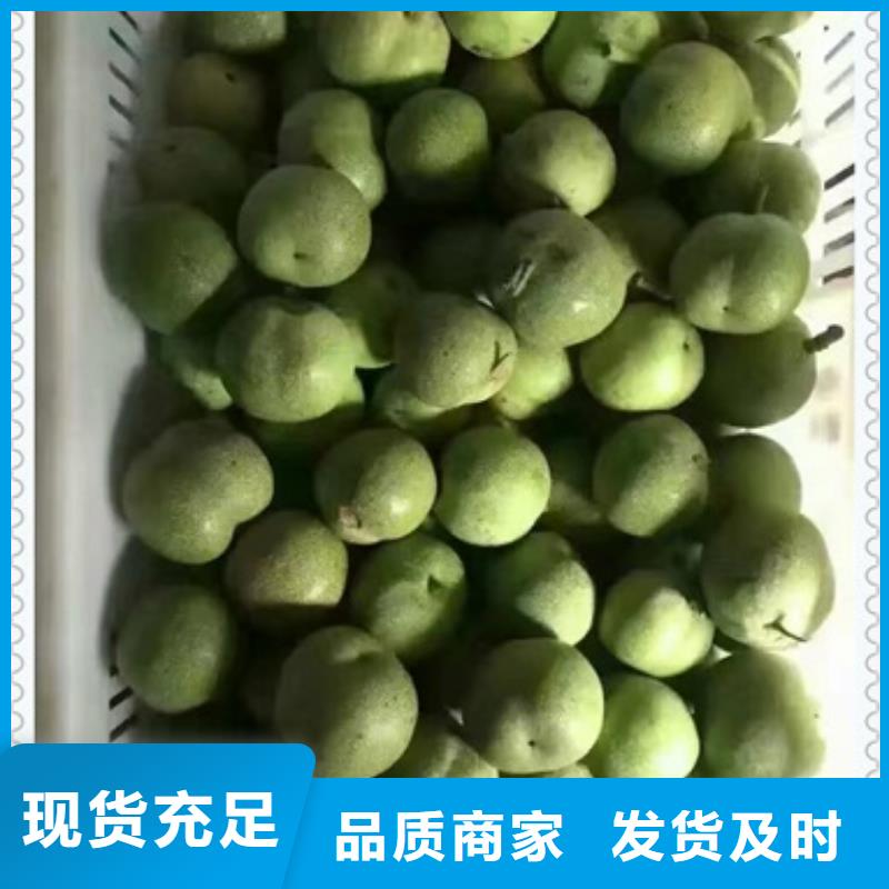 板栗苗视频-浙江省杭州市|西湖|滨江|嘉兴|绍兴|金华|宁波|丽水|舟山板栗苗-兴海