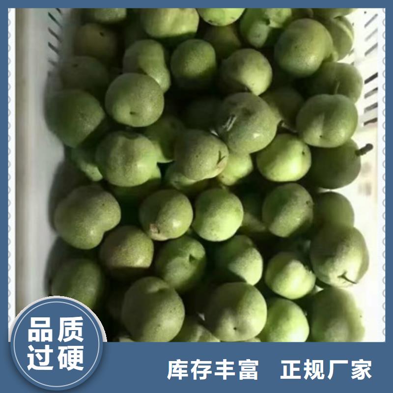 核桃苗生产经验丰富