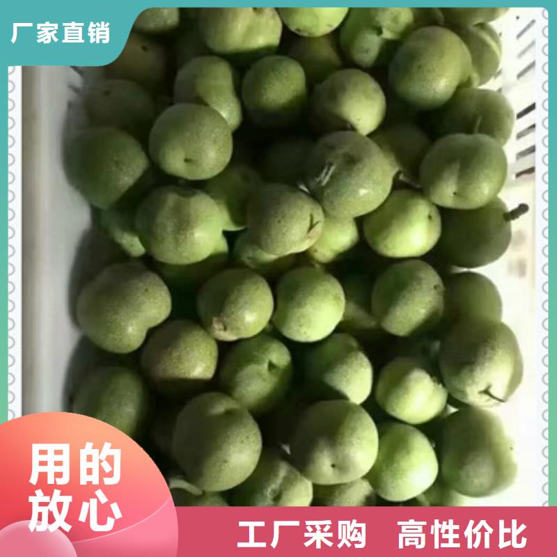 板栗苗视频-板栗苗-四川省乐山市【此地】经销商-峨眉山|五通桥|广安|凉山|攀枝花|内江