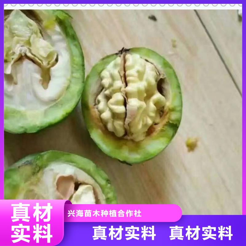 核桃苗生产经验丰富
