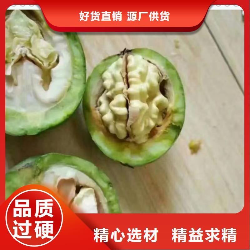 核桃苗生产经验丰富