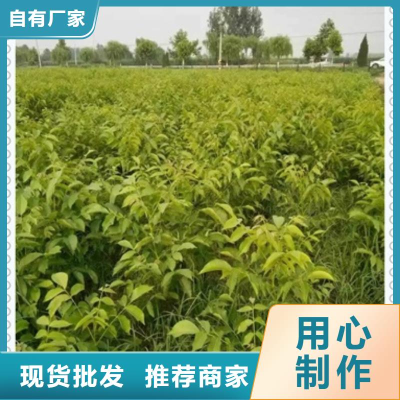 板栗苗视频-板栗苗-四川省乐山市【此地】经销商-峨眉山|五通桥|广安|凉山|攀枝花|内江