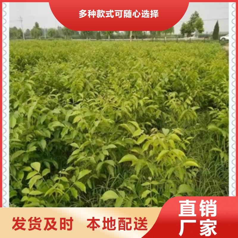 板栗苗视频-浙江省杭州市|西湖|滨江|嘉兴|绍兴|金华|宁波|丽水|舟山板栗苗-兴海