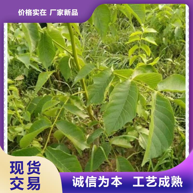 板栗苗视频-浙江省杭州市|西湖|滨江|嘉兴|绍兴|金华|宁波|丽水|舟山板栗苗-兴海