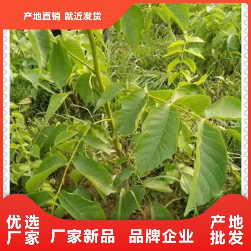 【核桃苗葡萄苗专注细节专注品质】
