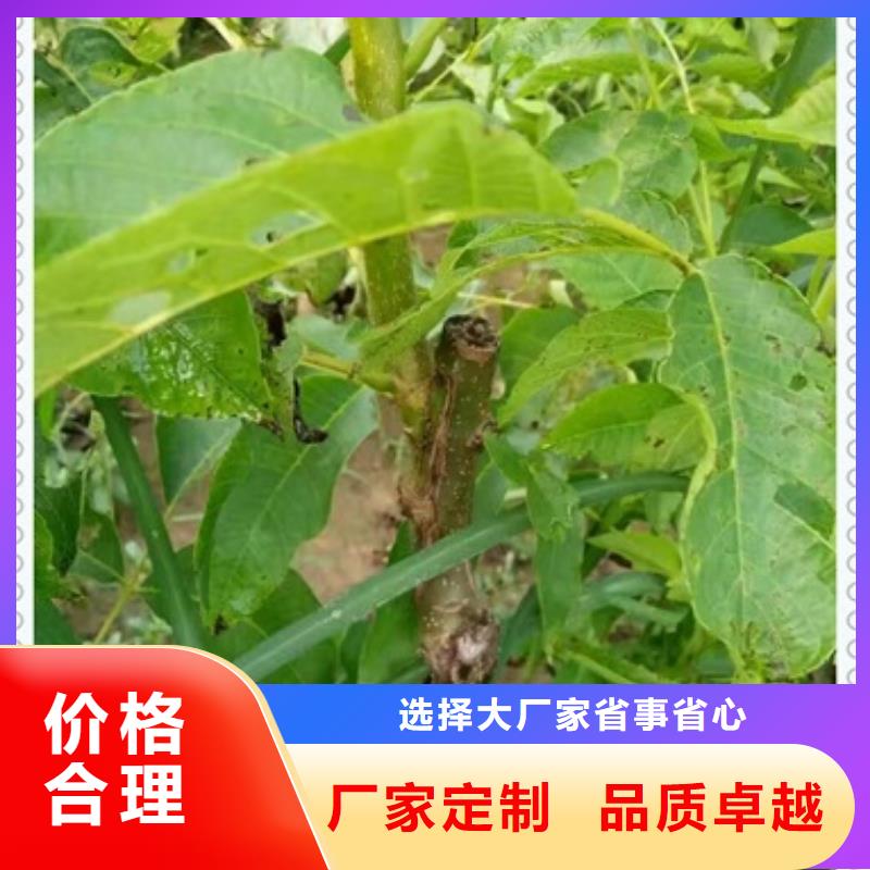 核桃苗按需设计