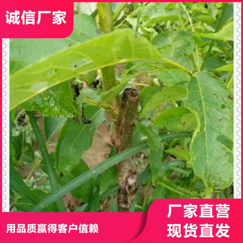 核桃苗,【苹果苗】有口皆碑