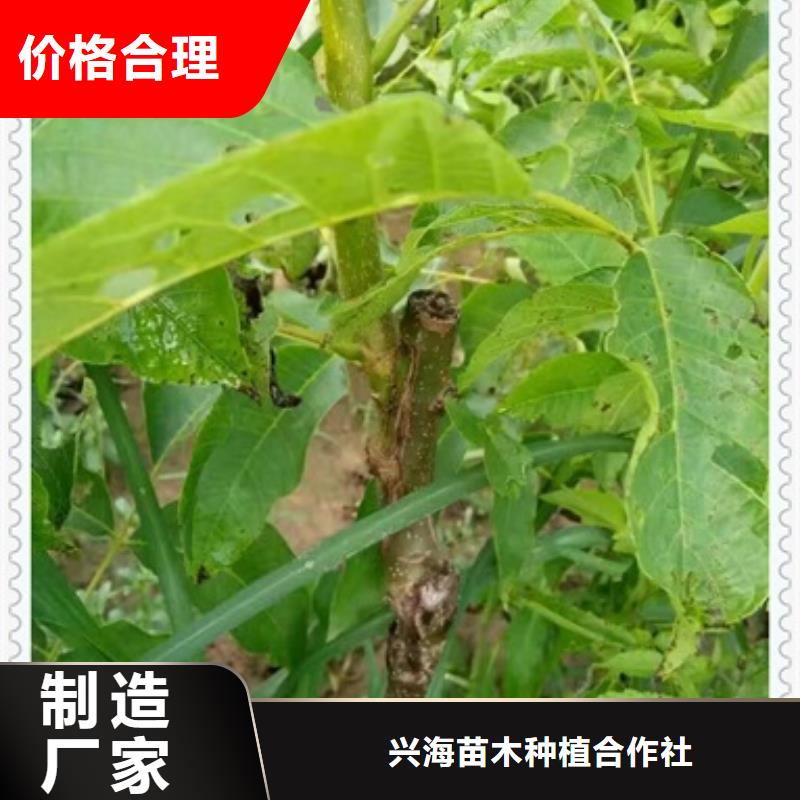 板栗苗兴海【核桃苗】_板栗苗现货齐全售后无忧