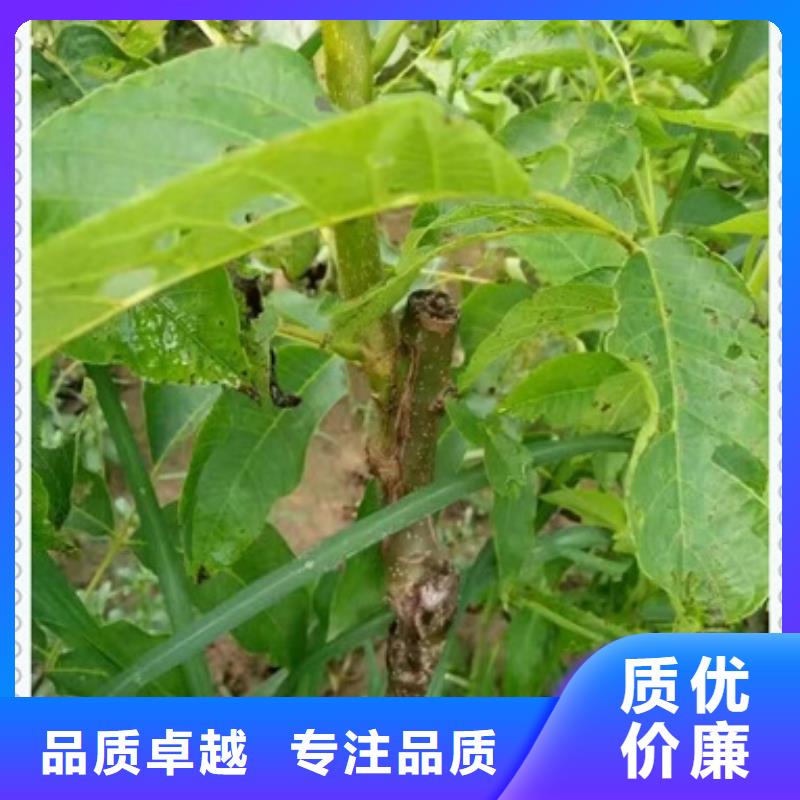 板栗苗视频-浙江省杭州市|西湖|滨江|嘉兴|绍兴|金华|宁波|丽水|舟山板栗苗-兴海