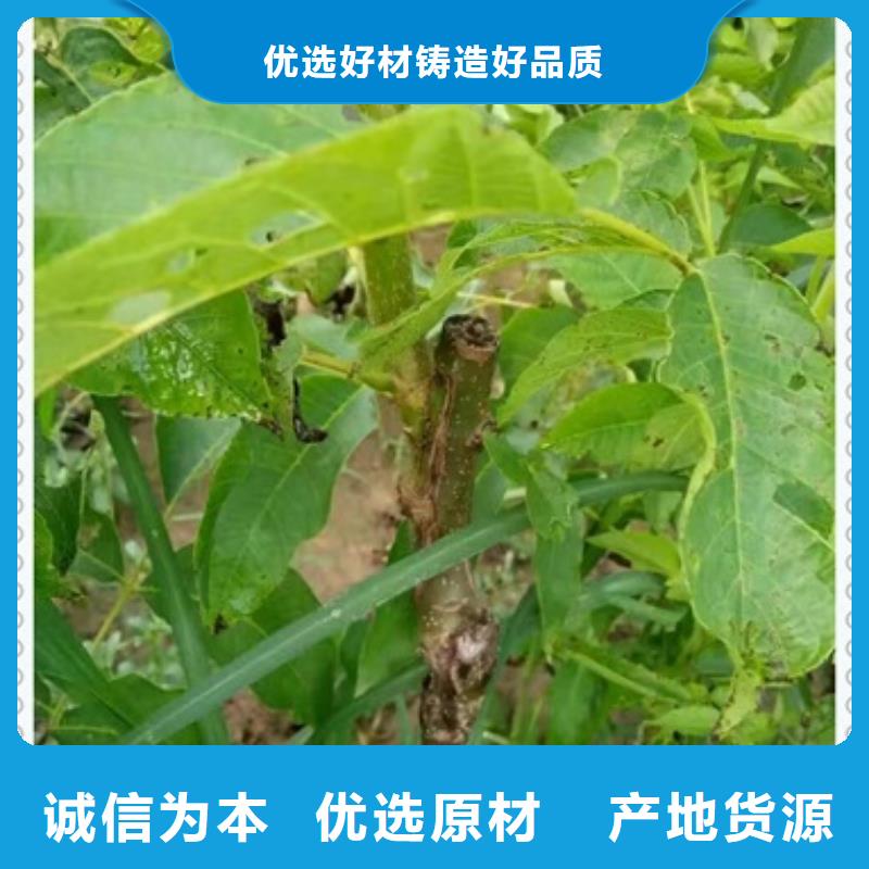 核桃苗山楂苗实力大厂家