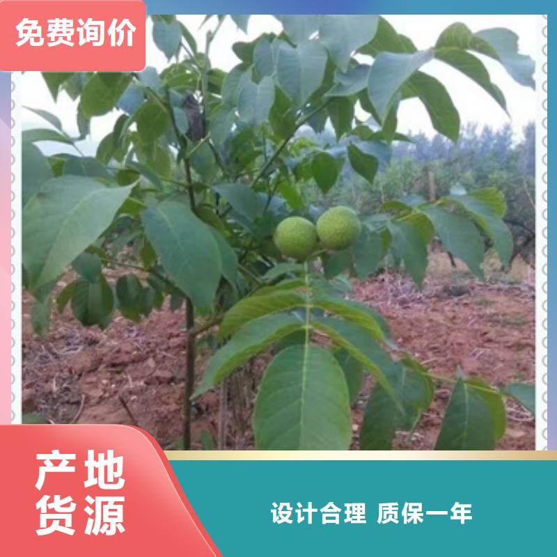 核桃苗山楂苗实力大厂家
