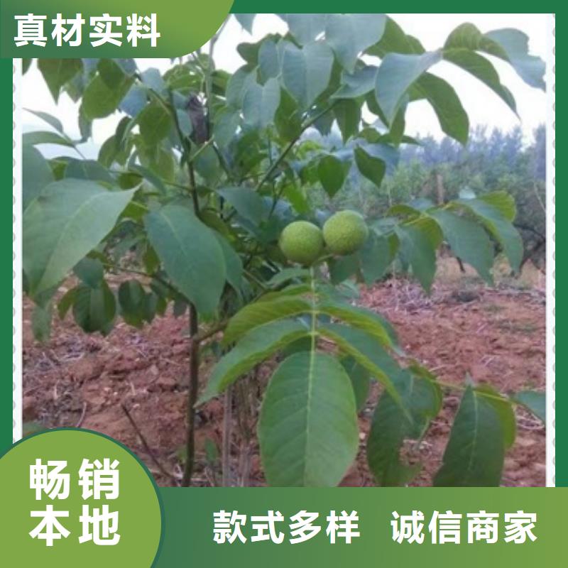 核桃苗生产经验丰富