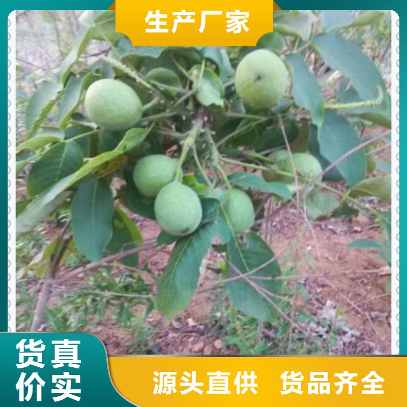 板栗苗视频-浙江省杭州市|西湖|滨江|嘉兴|绍兴|金华|宁波|丽水|舟山板栗苗-兴海