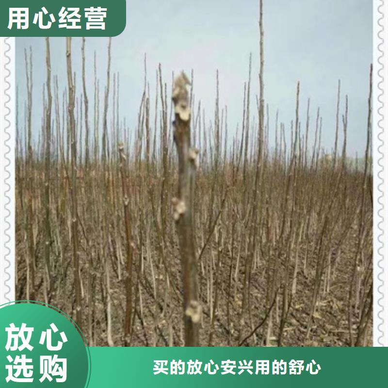 【核桃苗葡萄苗专注细节专注品质】