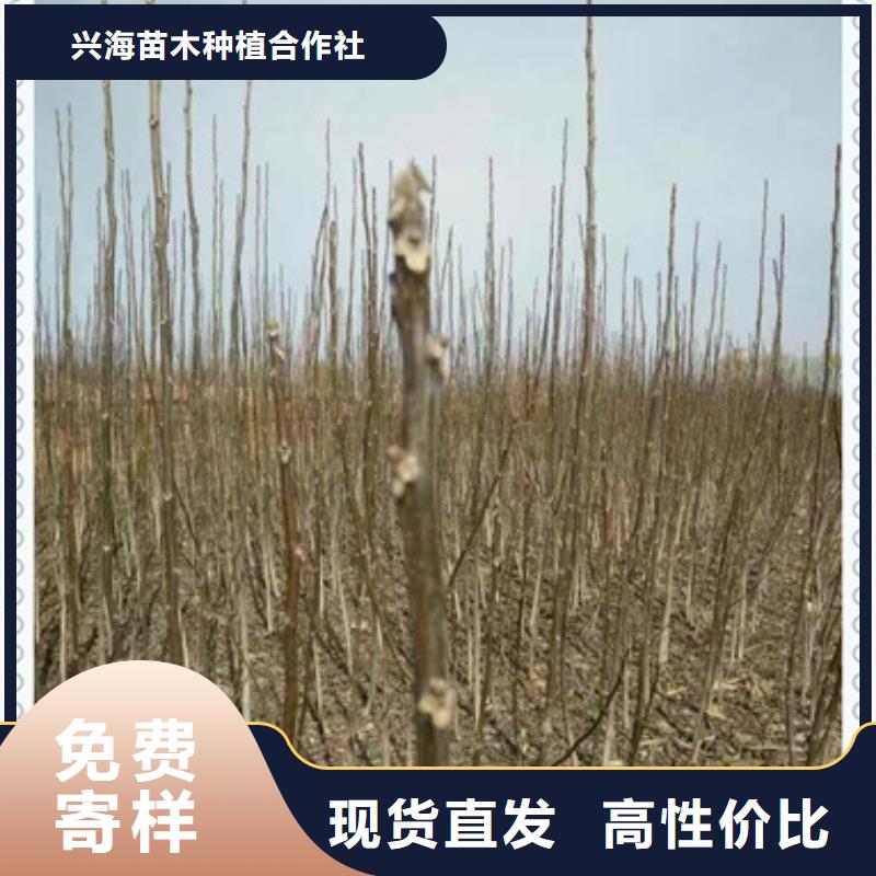 核桃苗生产经验丰富