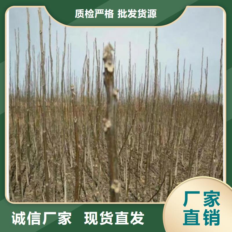 核桃苗李子苗专注质量