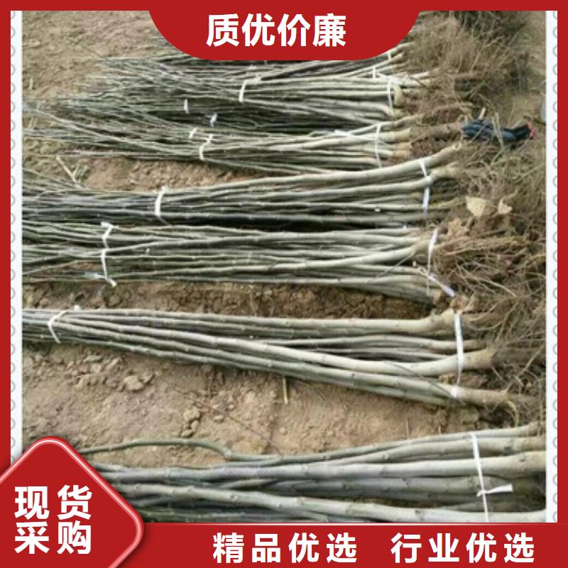 核桃苗生产经验丰富
