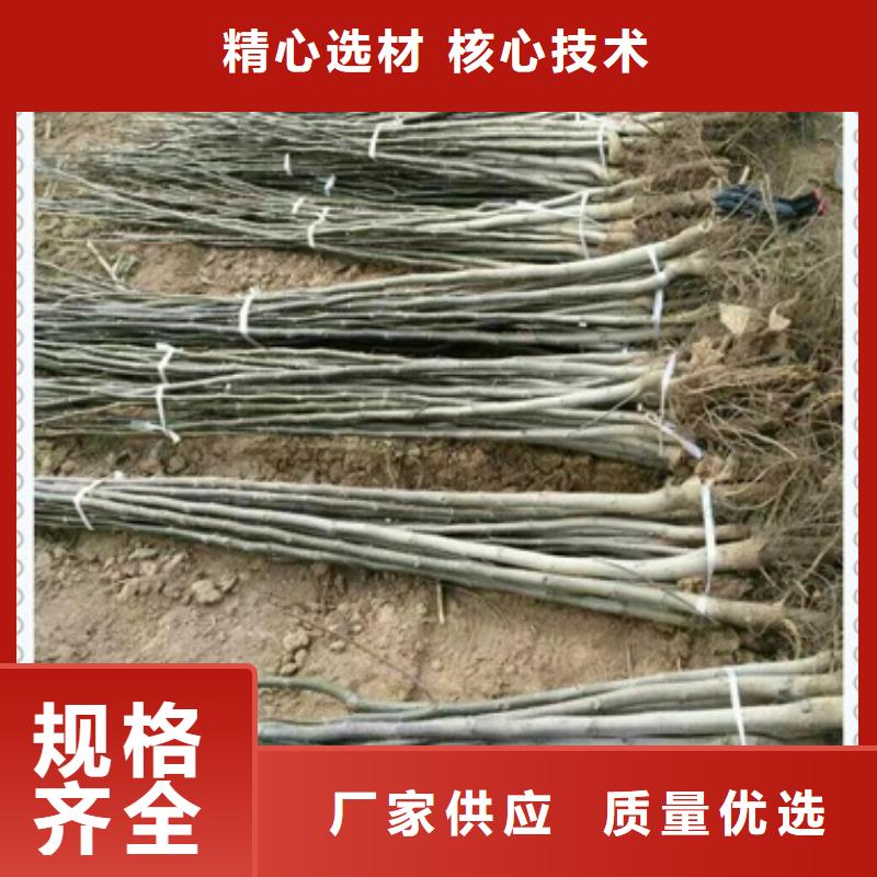 核桃苗山楂苗实力大厂家