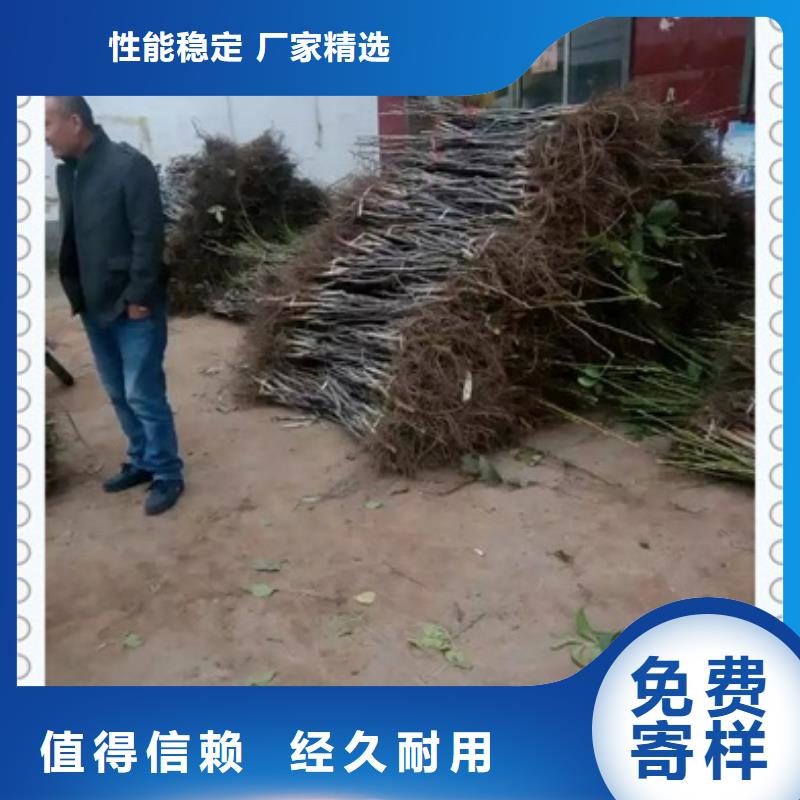 板栗苗视频-浙江省杭州市|西湖|滨江|嘉兴|绍兴|金华|宁波|丽水|舟山板栗苗-兴海