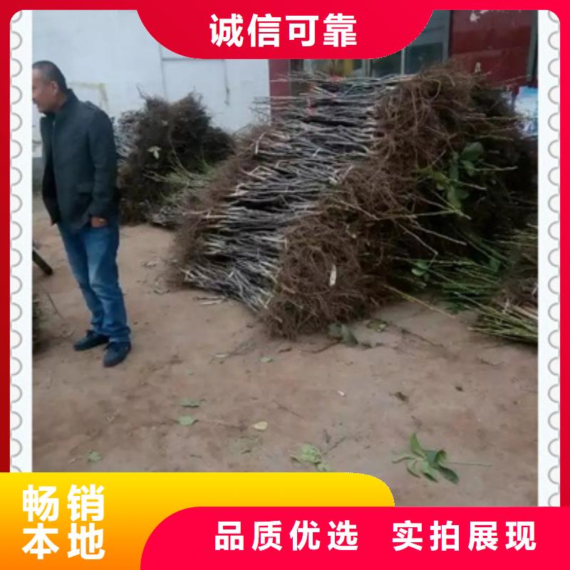 核桃苗李子苗专注质量