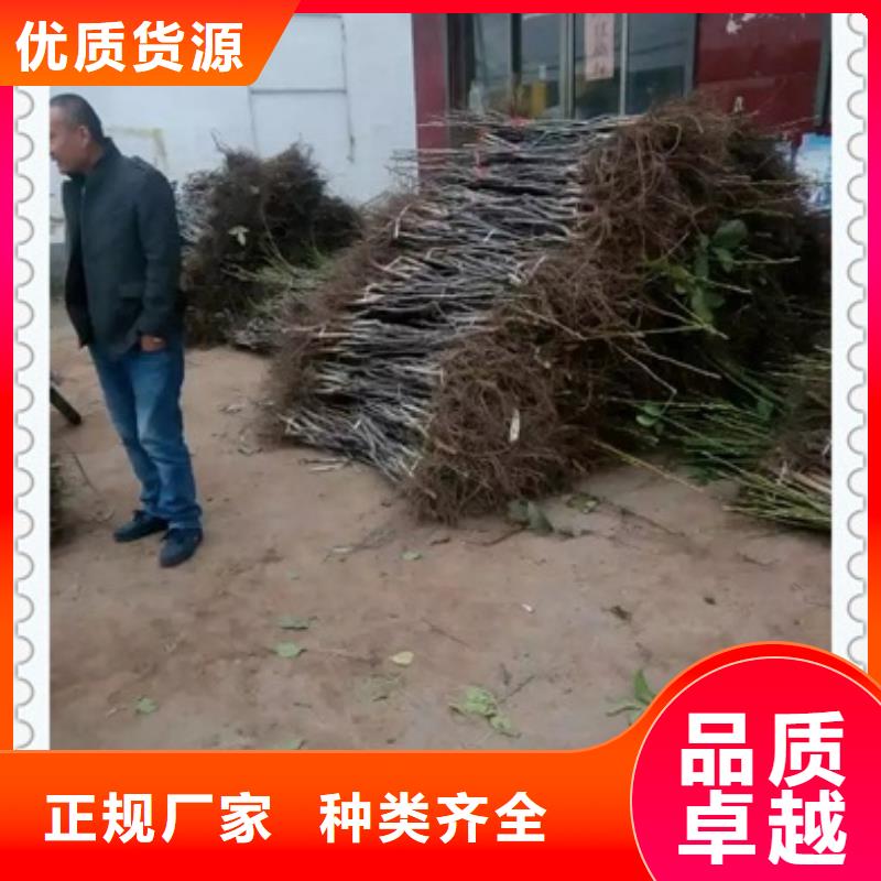 核桃苗生产经验丰富