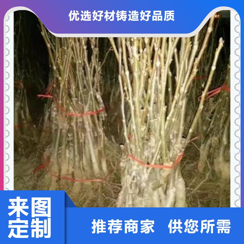 板栗苗视频-板栗苗-四川省乐山市【此地】经销商-峨眉山|五通桥|广安|凉山|攀枝花|内江