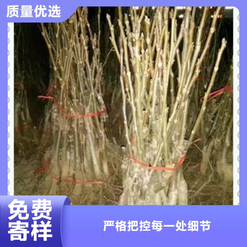 板栗苗视频-浙江省杭州市|西湖|滨江|嘉兴|绍兴|金华|宁波|丽水|舟山板栗苗-兴海