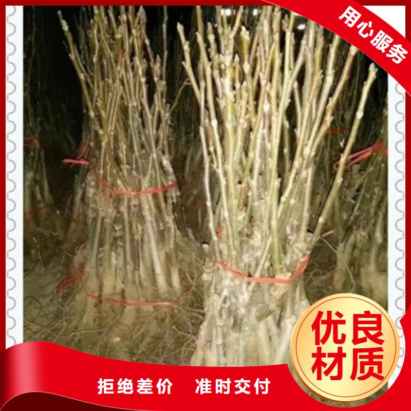 核桃苗按需设计