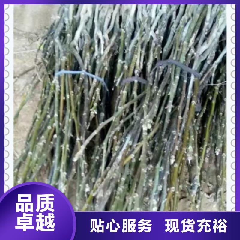 板栗苗视频-板栗苗-四川省乐山市【此地】经销商-峨眉山|五通桥|广安|凉山|攀枝花|内江