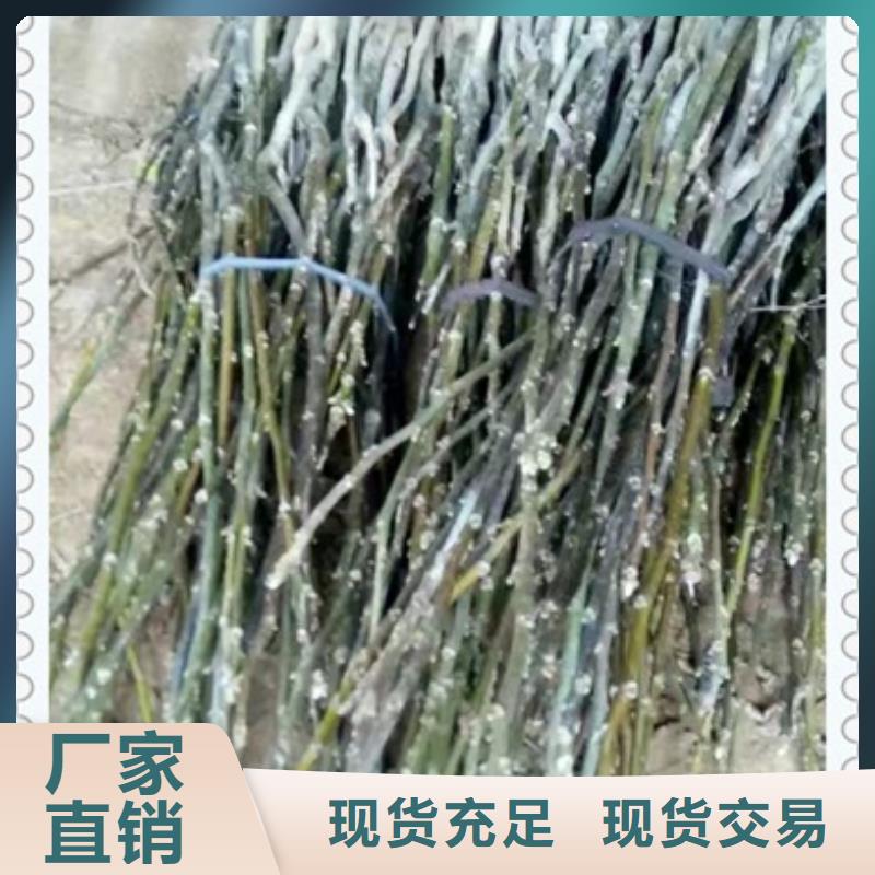 【核桃苗葡萄苗专注细节专注品质】