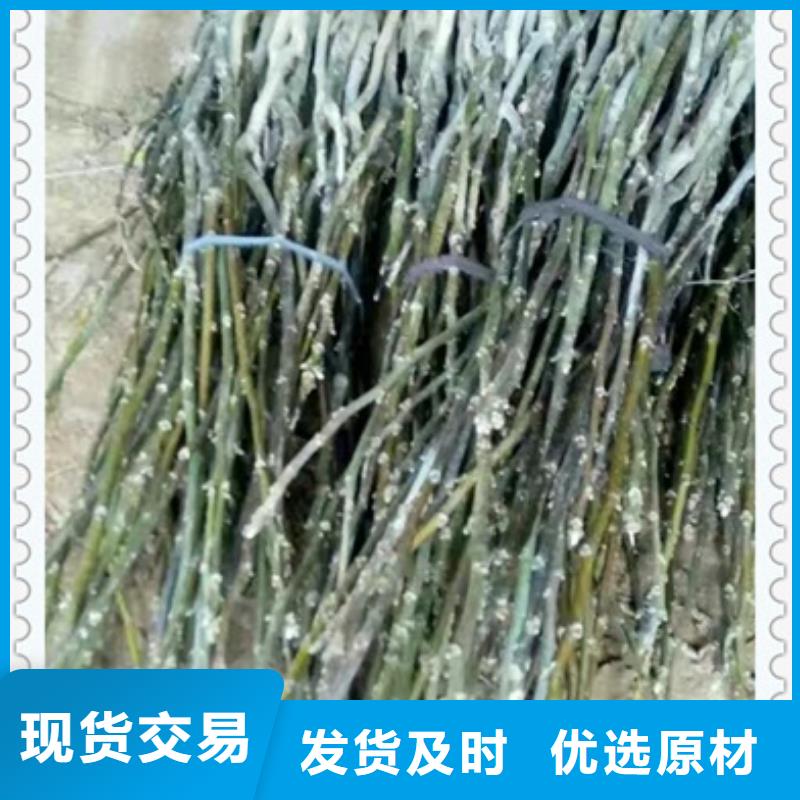 核桃苗山楂苗多种规格可选