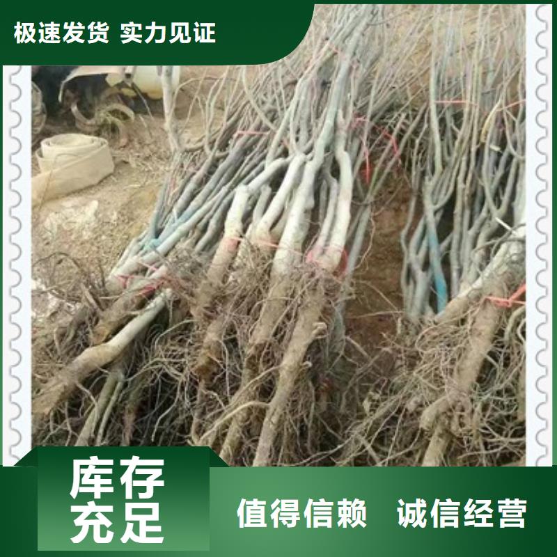 板栗苗视频-浙江省杭州市|西湖|滨江|嘉兴|绍兴|金华|宁波|丽水|舟山板栗苗-兴海
