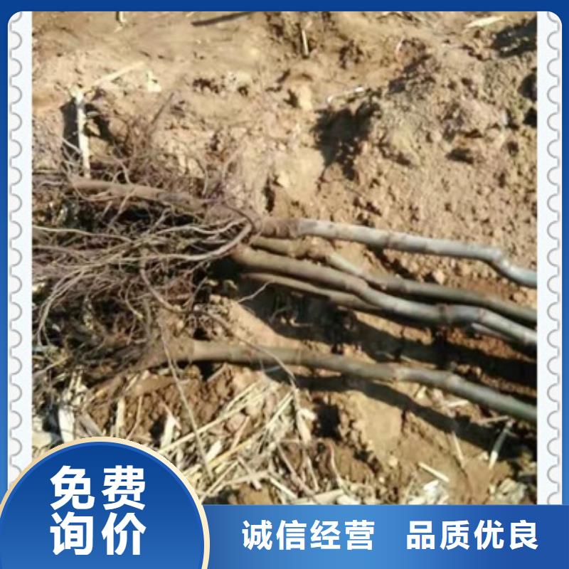 核桃苗李子苗专注质量