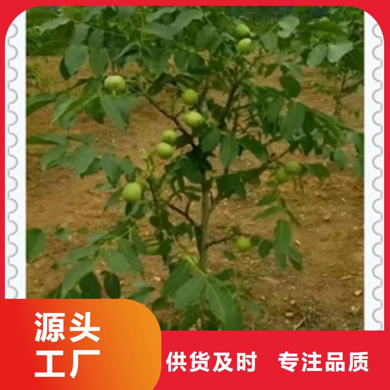 核桃苗山楂苗多种规格可选