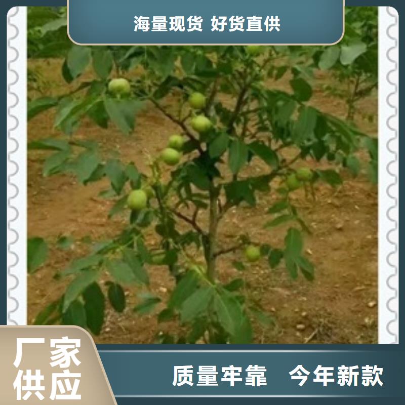 核桃苗山楂苗实力大厂家