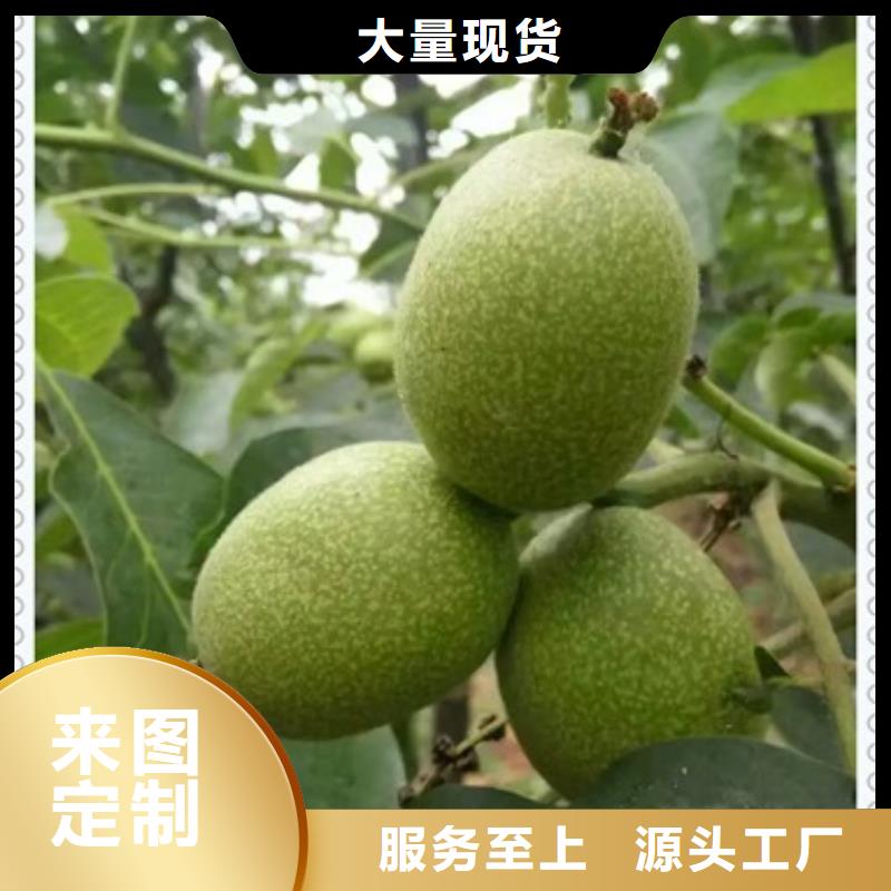 板栗苗视频-浙江省杭州市|西湖|滨江|嘉兴|绍兴|金华|宁波|丽水|舟山板栗苗-兴海