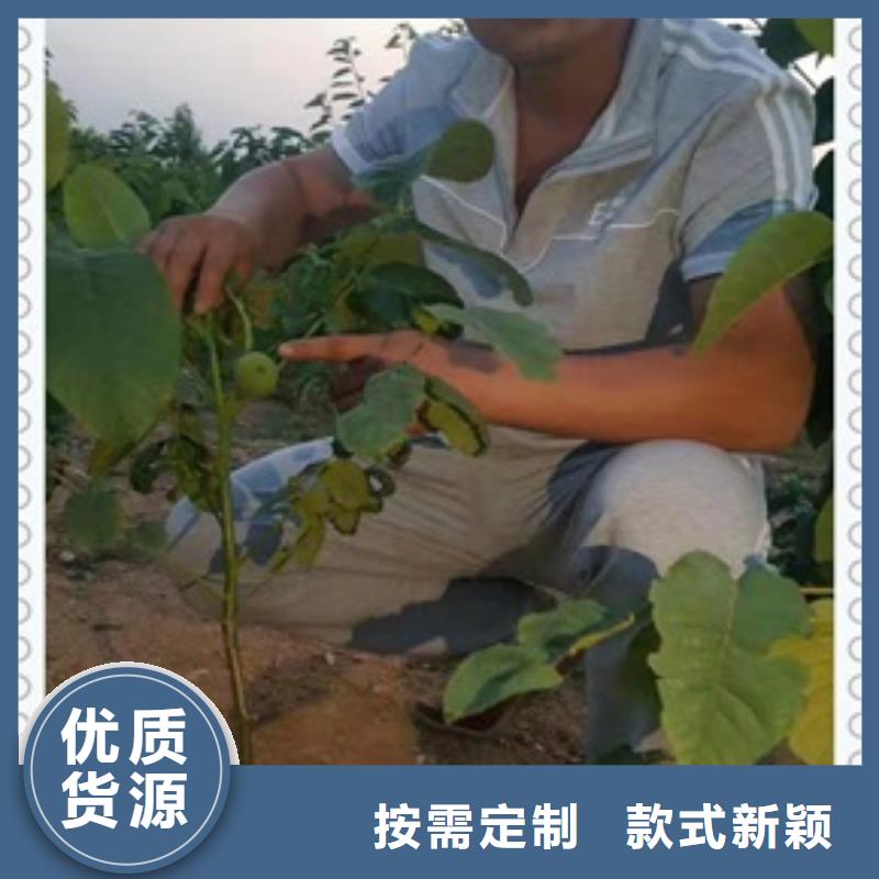 核桃苗李子苗专注质量