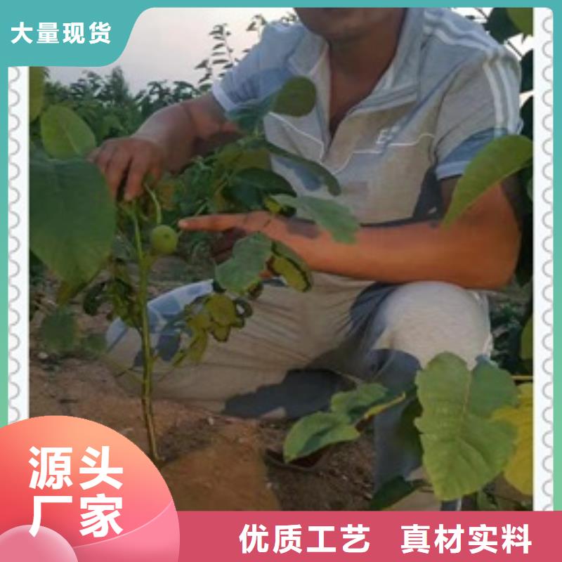 核桃苗生产经验丰富